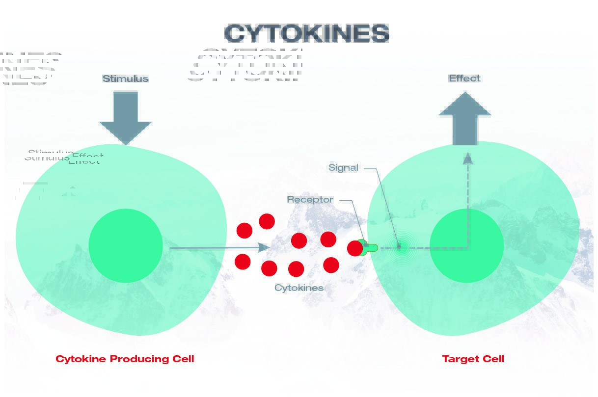 Mécanisme de base de la cytokine
